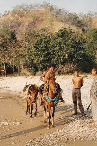 68 timor pony